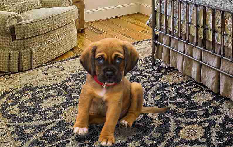 Cute Dog on an Area Rug